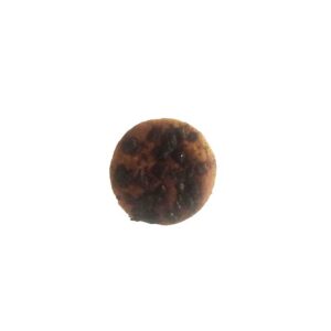 کیک پروتئین بدون شکر الفنت